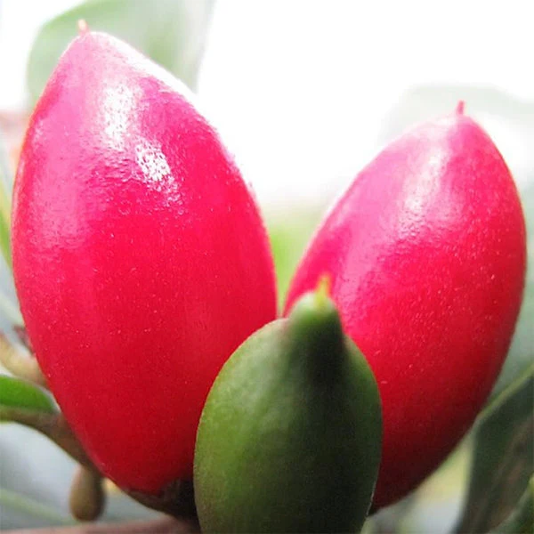 Miracle Berry fruit